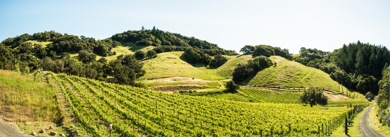 vines